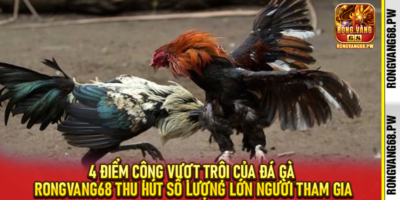 Đá gà RongVang68 - Sân Chơi Cá Cược Trực Tuyến Hấp Dẫn Cho Tín Đồ Chiến Kê - rongvang68.pw