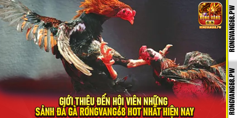 Đá gà RongVang68 - Sân Chơi Cá Cược Trực Tuyến Hấp Dẫn Cho Tín Đồ Chiến Kê - rongvang68.pw
