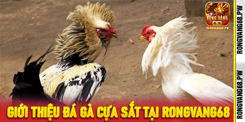 Săn Thưởng Cùng Đá Gà Cựa Sắt Trực Tiếp Tại RongVang68 - rongvang68.pw