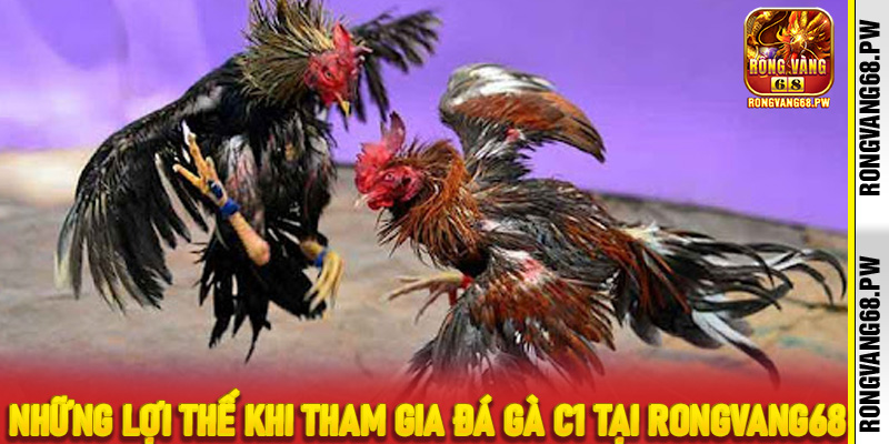 Mẹo Chơi Đá Gà C1 Tại RONGVANG68 Để Tối Ưu Chiến Thắng - rongvang68.pw