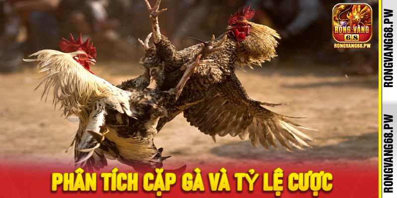 Săn Thưởng Cùng Đá Gà Cựa Sắt Trực Tiếp Tại RongVang68 - rongvang68.pw