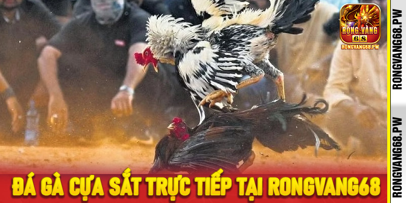 Săn Thưởng Cùng Đá Gà Cựa Sắt Trực Tiếp Tại RongVang68 - rongvang68.pw